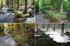 collage1