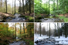 collage2