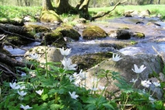 rechterbach1