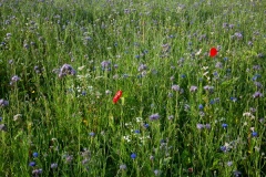 Recht-juli-2020-Bahnallee-1