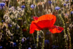 Wilde-bloemenweide-Bahnallee-5201