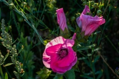 Wilde-bloemenweide-Bahnallee-5202