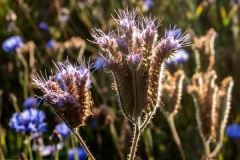 Wilde-bloemenweide-Bahnallee-5203