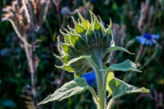 Wilde-bloemenweide-Bahnallee-5204