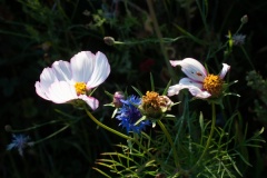 Wilde-bloemenweide-Bahnallee-5205