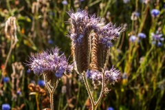 Wilde-bloemenweide-Bahnallee-5206