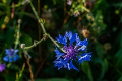 Wilde-bloemenweide-Bahnallee-5207