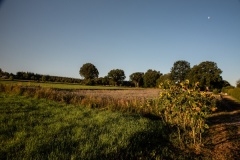 Wilde-bloemenweide-Bahnallee-5315