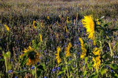 Wilde-bloemenweide-Bahnallee-5316