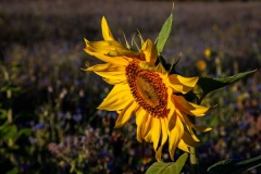 Wilde-bloemenweide-Bahnallee-5318