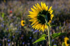 Wilde-bloemenweide-Bahnallee-5319