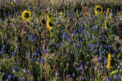 Wilde-bloemenweide-Bahnallee-5320