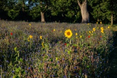 Wilde-bloemenweide-Bahnallee-5324