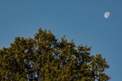 Wilde-bloemenweide-Bahnallee-5329