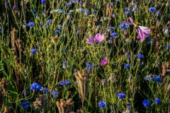 Wilde-bloemenweide-Bahnallee-5330