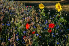 Wilde-bloemenweide-Bahnallee-5331