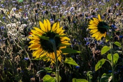 Wilde-bloemenweide-Bahnallee-5333