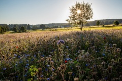Wilde-bloemenweide-Bahnallee-5335