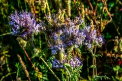 Wilde-bloemenweide-Bahnallee-5337